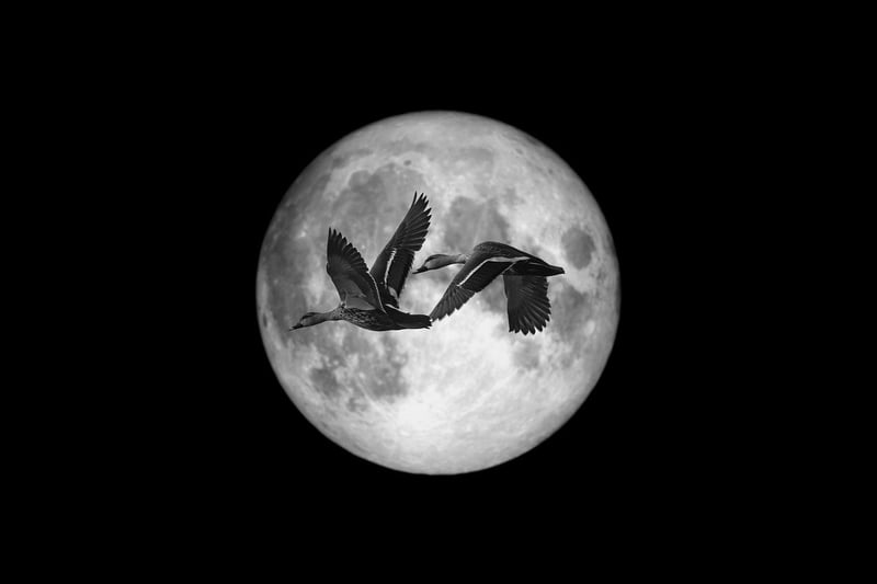 Moonlit Vows